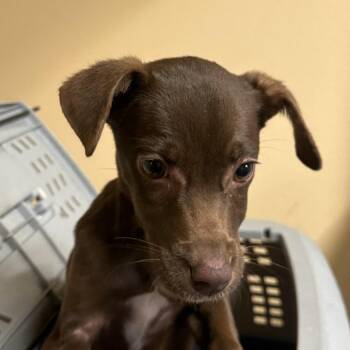 CoCo Chanel -  Mixed Breed Dog for Adoption in Corinth, Mississippi - CoCo Chanel | PetCurious