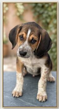 Australian Shepherd and Treeing Walker Coonhound Dogs Available for Adoption - Loki | PetCurious