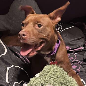 PENNY -  Pit Bull Terrier Dog for Adoption in Largo, Florida - PENNY | PetCurious