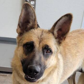 Lola -  Mixed Breed Dog for Adoption in Las Cruces, New Mexico - Lola | PetCurious