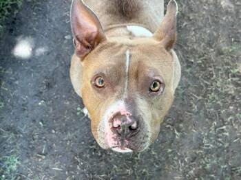 ELLA -  Pit Bull Terrier Dog Available for Adoption in Tulsa, Oklahoma - ELLA | PetCurious