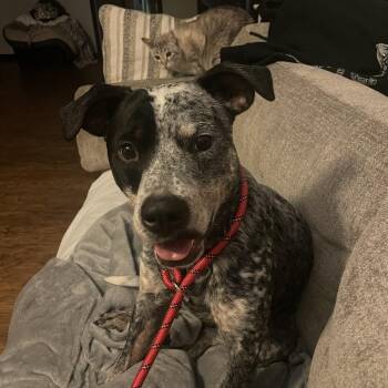 Remi -  Australian Cattle Dog Blue Heeler Dog for Adoption in Bellingham, Washington - Remi | PetCurious