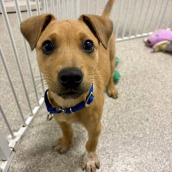 Rhodesian Ridgeback and Hound Dogs Available for Adoption in Fullerton, Pennsylvania - Jason | PetCurious