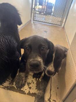 Flareon -  Great Pyrenees and Mixed Breed Dog for Adoption in Belton, Texas - Flareon | PetCurious