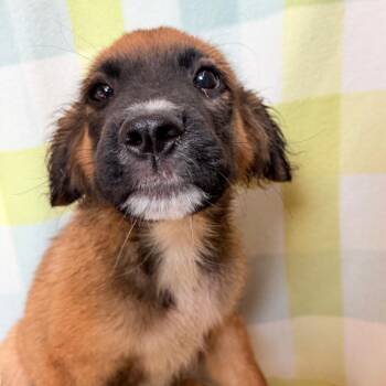 Nector in NH. Come Meet our Adoptable Dogs Wednesday-Saturday. M -  Shepherd Dog for Adoption in Manchester, New Hampshire - Nector In NH. Come Meet Our Adoptable Dogs Wednesday-Saturday. M | PetCurious
