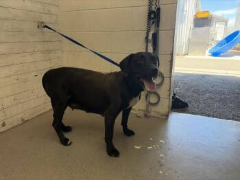 RHEA -  Pit Bull Terrier and Mixed Breed Dog for Adoption in San Bernardino, California - RHEA | PetCurious