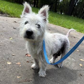 Rescue West Highland White Terrier Westie Dogs for Adoption in The Woodlands, Texas - Curtis (Coming Soon) | PetCurious