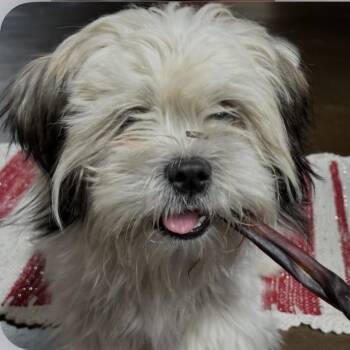 Shih Tzu Dogs Available for Adoption in Dallas, Texas - Essi | PetCurious