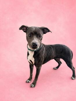 Smokette -  Mixed Breed Dog for Adoption in New Iberia, Louisiana - Smokette | PetCurious