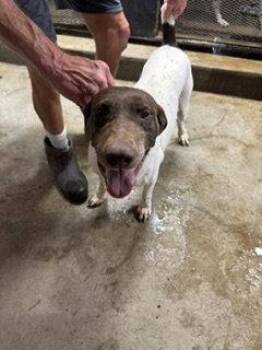 Remi - Foster Needed! -  German Shorthaired Pointer Dog for Adoption in Omaha, Nebraska - Remi - Foster Needed! | PetCurious