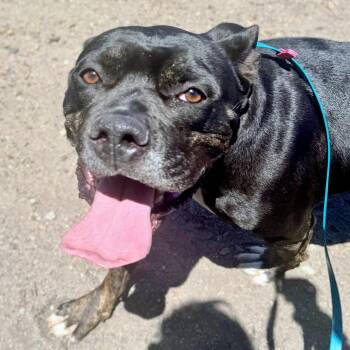 Beeboo -  Cane Corso and Pit Bull Terrier Dog for Adoption in Oakland, California - Beeboo | PetCurious