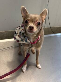 Doodle Bug -  Chihuahua Dog for Adoption in Bloomington, Indiana - Doodle Bug | PetCurious