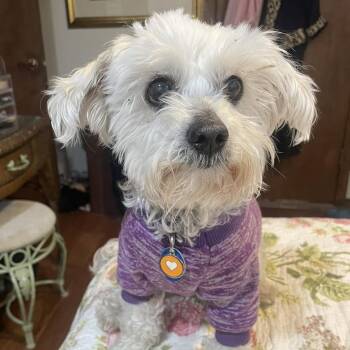 Nanna Lewis -  Maltipoo Dog for Adoption in Plano, Texas - Nanna Lewis | PetCurious