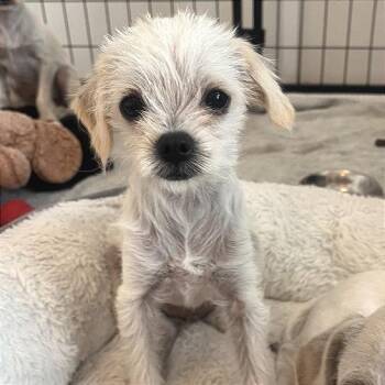Terrier and Mixed Breed Dogs Available for Adoption in Los Angeles, California - Hamburger | PetCurious