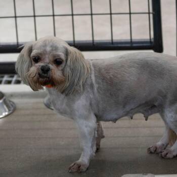 Shih Tzu Dogs Available for Adoption in Peyton, Colorado - Secret (AP26-131) | PetCurious