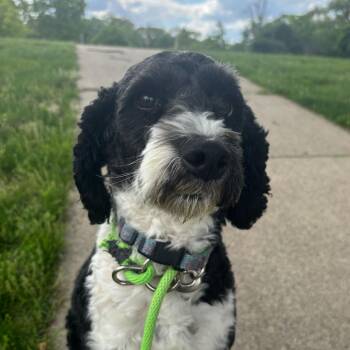 Partiboy -  Miniature Poodle Dog for Adoption in Grand Rapids, Michigan - Partiboy | PetCurious