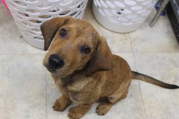 Rescue Hound and Mixed Breed Dogs for Adoption in Picayune, Mississippi - Roy | PetCurious