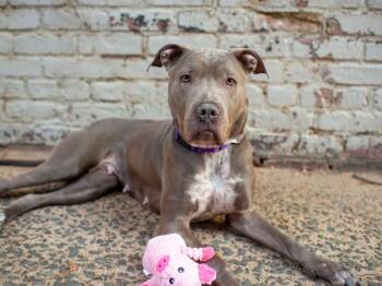 Clue -  Mixed Breed Dog for Adoption in New York, New York - Clue | PetCurious