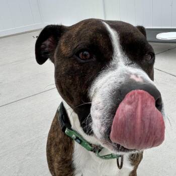 Boe -  Boxer and Mixed Breed Dog Available for Adoption in Harrisonburg, Virginia - Boe | PetCurious