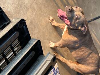 American Staffordshire Terrier Dogs Available for Adoption in Zimmerman, Minnesota - Rae | PetCurious