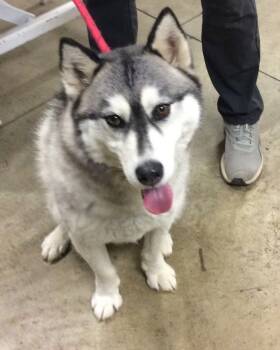 Rescue Siberian Husky Dogs for Adoption in Elizabethtown, Kentucky - Koda | PetCurious