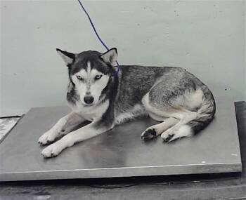 Husky and Mixed Breed Dogs Available for Adoption - MEG | PetCurious