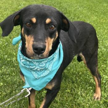 Mixed Breed Dogs Available for Adoption in Canal Winchester, Ohio - Birdo | PetCurious
