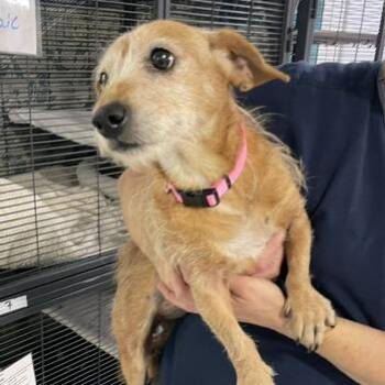 Liliana -  Mixed Breed Dog for Adoption in Marble, North Carolina - Liliana | PetCurious