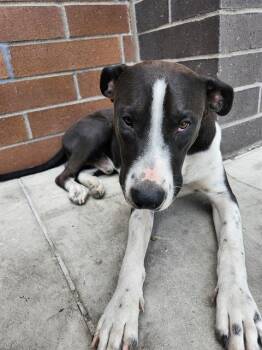 Rescue American Staffordshire Terrier Dogs for Adoption in San Antonio, Texas - GUNNER | PetCurious