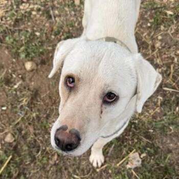 Labrador Retriever Dogs Available for Adoption in Charlottesville, Virginia - Trooper | PetCurious