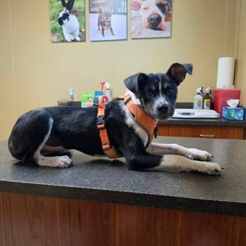 Cluck -  Mixed Breed Dog for Adoption in Jackson, Missouri - Cluck | PetCurious
