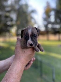 Hash brown -  Staffordshire Bull Terrier Dog for Adoption in Lodi, California - Hash Brown | PetCurious