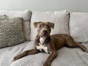 HARTLEY -  Pit Bull Terrier Dog for Adoption in Charlotte, North Carolina - HARTLEY | PetCurious