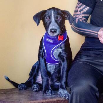 Rosie -  Australian Cattle Dog Blue Heeler Dog for Adoption in Boulder, Colorado - Rosie | PetCurious