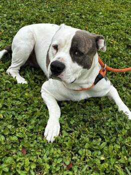 American Staffordshire Terrier Dogs Available for Adoption in Fort Lauderdale, Florida - ECHO | PetCurious