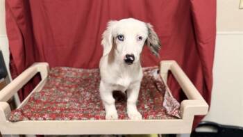 A611498 -  Australian Cattle Dog Blue Heeler and Dachshund Dog for Adoption in Modesto, California - A611498 | PetCurious