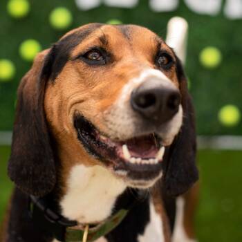 Rescue Treeing Walker Coonhound Dogs for Adoption in Warwick, Rhode Island - Fern | PetCurious
