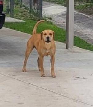 American Staffordshire Terrier Dogs Available for Adoption in San Antonio, Texas - MISS TRUNCHBULL | PetCurious