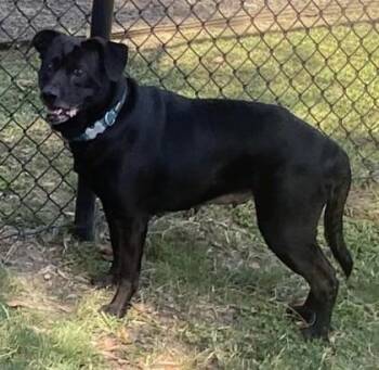 Missy -  Terrier and Mixed Breed Dog for Adoption in Conway, South Carolina - Missy | PetCurious