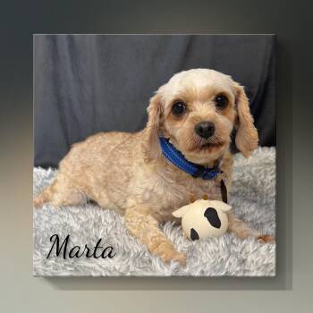 Marta -  Cavapoo Dog for Adoption in Fredericksburg, Virginia - Marta | PetCurious