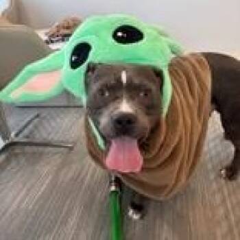 American Staffordshire Terrier Dogs Available for Adoption in Manhattan, Illinois - Andre  | PetCurious