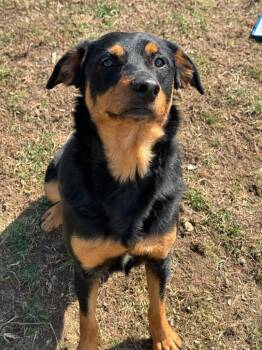Rescue Rottweiler and Retriever Dogs for Adoption in Marion, Ohio - Charlie | PetCurious