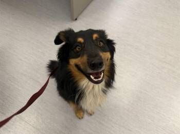 EYE CANDY -  Australian Shepherd and Mixed Breed Dog for Adoption in Colorado Springs, Colorado - EYE CANDY | PetCurious