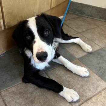 Fiddle -  Mixed Breed Dog for Adoption in Chattanooga, Tennessee - Fiddle | PetCurious
