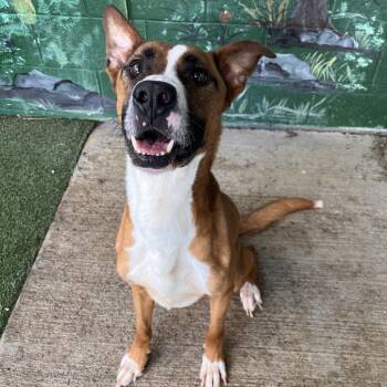 Chaos -  Mixed Breed Dog for Adoption in Fairport, New York - Chaos | PetCurious