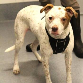 26-01520 BOBA -  Cattle Dog Dog for Adoption in Fredericksburg, Virginia - 26-01520 BOBA | PetCurious