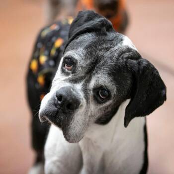 Wicket (AG26-94) -  Boxer Dog for Adoption in Peyton, Colorado - Wicket (AG26-94) | PetCurious