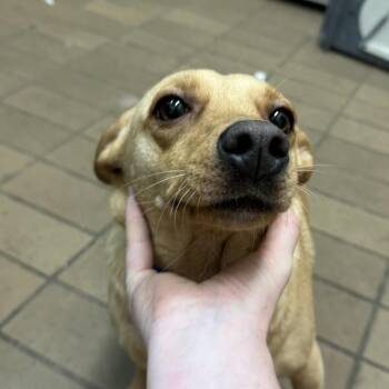 Terrier Dogs Available for Adoption in Birmingham, Alabama - Cutie | PetCurious