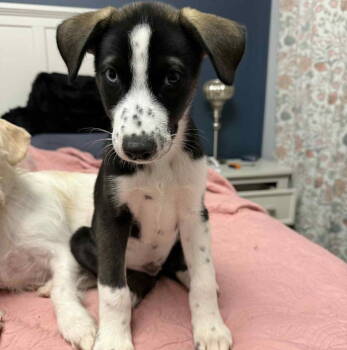 Rescue Labrador Retriever Dogs for Adoption in Grand Bay, Alabama - Murphy | PetCurious