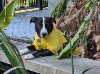 Pit Bull Terrier and Mixed Breed Dogs Available for Adoption - Fudge Cake (Underdog In Foster) | PetCurious